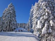 Bulgaria skiers